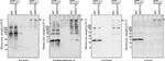 VDAC Antibody in Western Blot (WB)