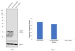 VDAC Antibody in Western Blot (WB)