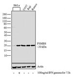 PSMB8 Antibody in Western Blot (WB)