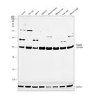 PSMB5 Antibody in Western Blot (WB)