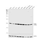 PSMB6 Antibody in Western Blot (WB)