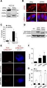 GFP Antibody in Western Blot (WB)