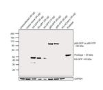 GFP Antibody in Western Blot (WB)