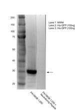 6x-His Tag Antibody in Western Blot (WB)