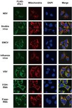 DYKDDDDK Tag Antibody in Immunocytochemistry (ICC/IF)