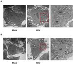 DYKDDDDK Tag Antibody in Immunohistochemistry (IHC)