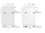 HA Tag Antibody in Immunoprecipitation (IP)