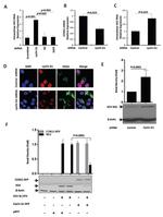 RFP Antibody in Western Blot (WB)