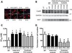 RFP Antibody in Western Blot (WB)