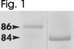 HSP90 beta Antibody in Western Blot (WB)