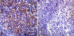 HSP90 beta Antibody in Immunohistochemistry (Paraffin) (IHC (P))