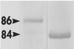 HSP90 alpha Antibody in Western Blot (WB)