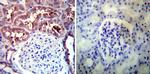 HSP90 alpha Antibody in Immunohistochemistry (Paraffin) (IHC (P))