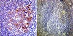 HSP90 alpha Antibody in Immunohistochemistry (Paraffin) (IHC (P))