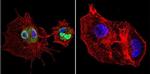 Cyclophilin 40 Antibody in Immunocytochemistry (ICC/IF)