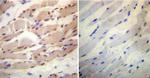 Cyclophilin 40 Antibody in Immunohistochemistry (Paraffin) (IHC (P))