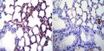 iNOS Antibody in Immunohistochemistry (Paraffin) (IHC (P))