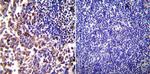 iNOS Antibody in Immunohistochemistry (Paraffin) (IHC (P))