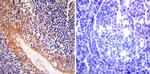 eNOS Antibody in Immunohistochemistry (Paraffin) (IHC (P))