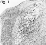 nNOS Antibody in Immunohistochemistry (IHC)