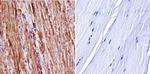 nNOS Antibody in Immunohistochemistry (Paraffin) (IHC (P))