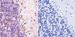 nNOS Antibody in Immunohistochemistry (Paraffin) (IHC (P))