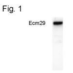 ECM29 Antibody in Western Blot (WB)