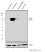 HIF1A Antibody