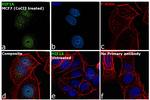 HIF1A Antibody