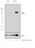 HIF1A Antibody