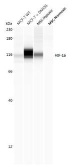 HIF1A Antibody in Western Blot (WB)