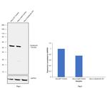 Calreticulin Antibody in Western Blot (WB)