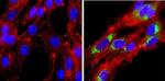 GRASP65 Antibody in Immunocytochemistry (ICC/IF)