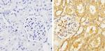 GRASP65 Antibody in Immunohistochemistry (Paraffin) (IHC (P))