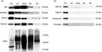 HSP90 beta Antibody in Western Blot (WB)