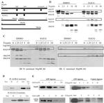 HSP90 alpha Antibody in Western Blot, Immunoprecipitation (WB, IP)