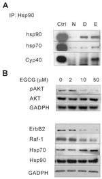 HSP90 alpha Antibody in Western Blot (WB)