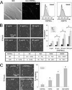 HSP90 alpha Antibody in Immunocytochemistry (ICC/IF)