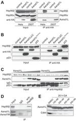 HSP90 alpha Antibody in Western Blot (WB)