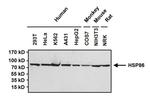 HSP90 alpha Antibody in Western Blot (WB)