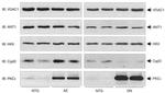 Cyclophilin 40 Antibody in Western Blot (WB)