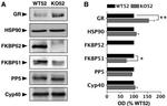 Cyclophilin 40 Antibody in Western Blot (WB)