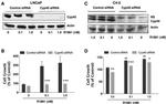 Cyclophilin 40 Antibody in Western Blot (WB)