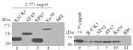 Cyclophilin 40 Antibody in Western Blot (WB)