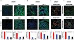 iNOS Antibody in Immunohistochemistry (Paraffin) (IHC (P))