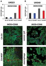 iNOS Antibody in Immunohistochemistry (Paraffin) (IHC (P))