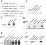 nNOS Antibody in Immunoprecipitation (IP)