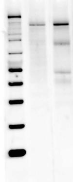 nNOS Antibody in Western Blot (WB)