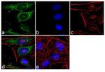 ECM29 Antibody in Immunocytochemistry (ICC/IF)