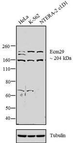 ECM29 Antibody in Western Blot (WB)